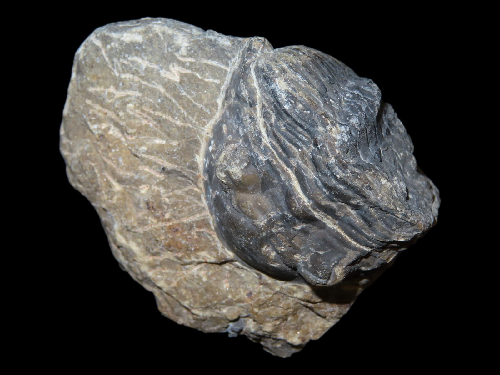 2 3/8" x 2" Fossil Trilobite in Matrix: 2 3/8" x 2" Fossil Trilobite in Matrix