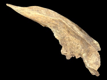 Hand Held Bone Punch/Awl 4'' long Hopewell Found By John Kunkle Brown Co IL.