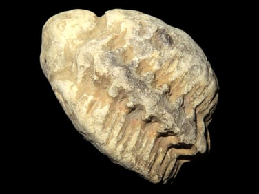 1 1/16'' USA Trilobite Fossil Found in Mercer Co IL.