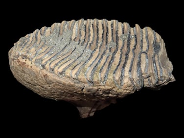 8' x 6 3/4' Excellent Mammoth Tooth, Found By Gary Nelson In Van Buren Co IA