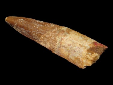 2 1/4' Late Cretaceous Spinosaurus Dinosaur Tooth Fossil, Morocco