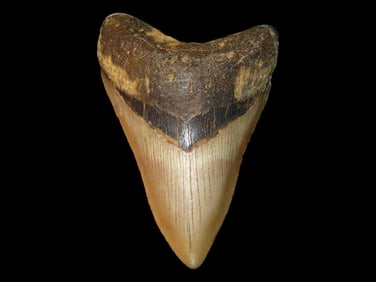 4 1/2' High Grade Prehistoric Megalodon Fossilized Sharks Tooth, FL