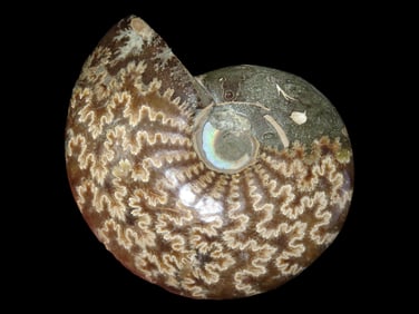 4 5/8' 389 grams Nicely Polished Prehistoric Ammonite Fossil