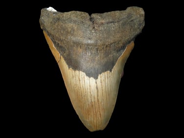5 1/2 High Grade Prehistoric Megalodon Fossilized Sharks Tooth, FL