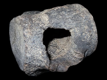 3 1/8' Fossilized Mammoth Vertebrae Bone, Iowa River