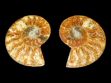 3 1/4' Sliced Fossilized Ammonite, Madagascar