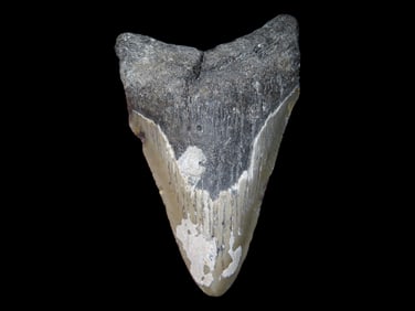 3 1/2' Megalodon Fossilized Sharks Tooth, SC
