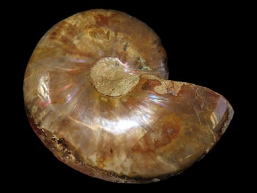 5' 478 gram, Prehistoric Ammonite Fossil, Madagascar