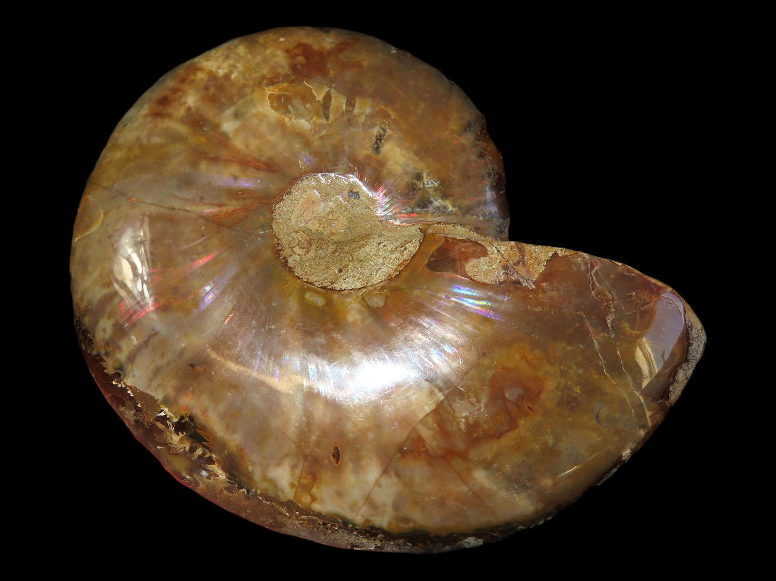 5" 478 gram, Prehistoric Ammonite Fossil, Madagascar (1 of 8)
