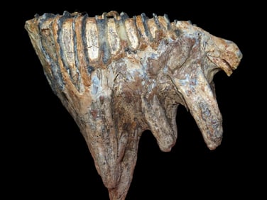 4 5/8' Nicely Preserved Mammoth Tooth, Iowa River, Found By Gary Nelson In Van Buren Co IA