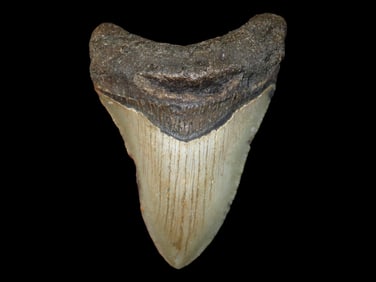 3 1/4' High Grade Prehistoric Fossilized Megalodon Sharks Tooth, FL