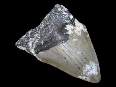 2 5/8' Megalodon Fossilized Sharks Tooth, SC