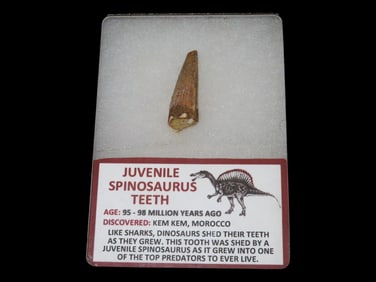 4 1/4' x 3 1/4' 95-98 Million Years Old Frame with Juvenile Spinosaurus Tooth, Morocco