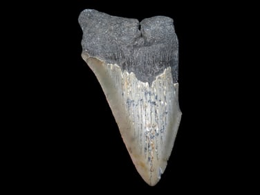3 3/4' Megalodon Fossilized Sharks Tooth SC