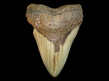 4 5/8' Megalodon Fossilized Sharks Tooth, SC