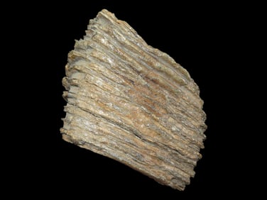 7 1/4' x 5 1/4' Mammoth Tooth, Found By Gary Nelson In Van Buren Co IA