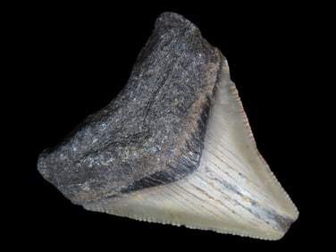 1 3/4' Megalodon Fossilized Sharks Tooth, SC