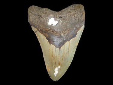 4.936' Long High Grade Prehistoric Fossilized Megalodon Shark Tooth, SC