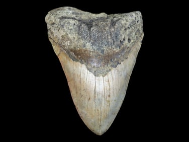 5.385' Long High Grade Prehistoric Fossilized Megalodon Shark Tooth, SC