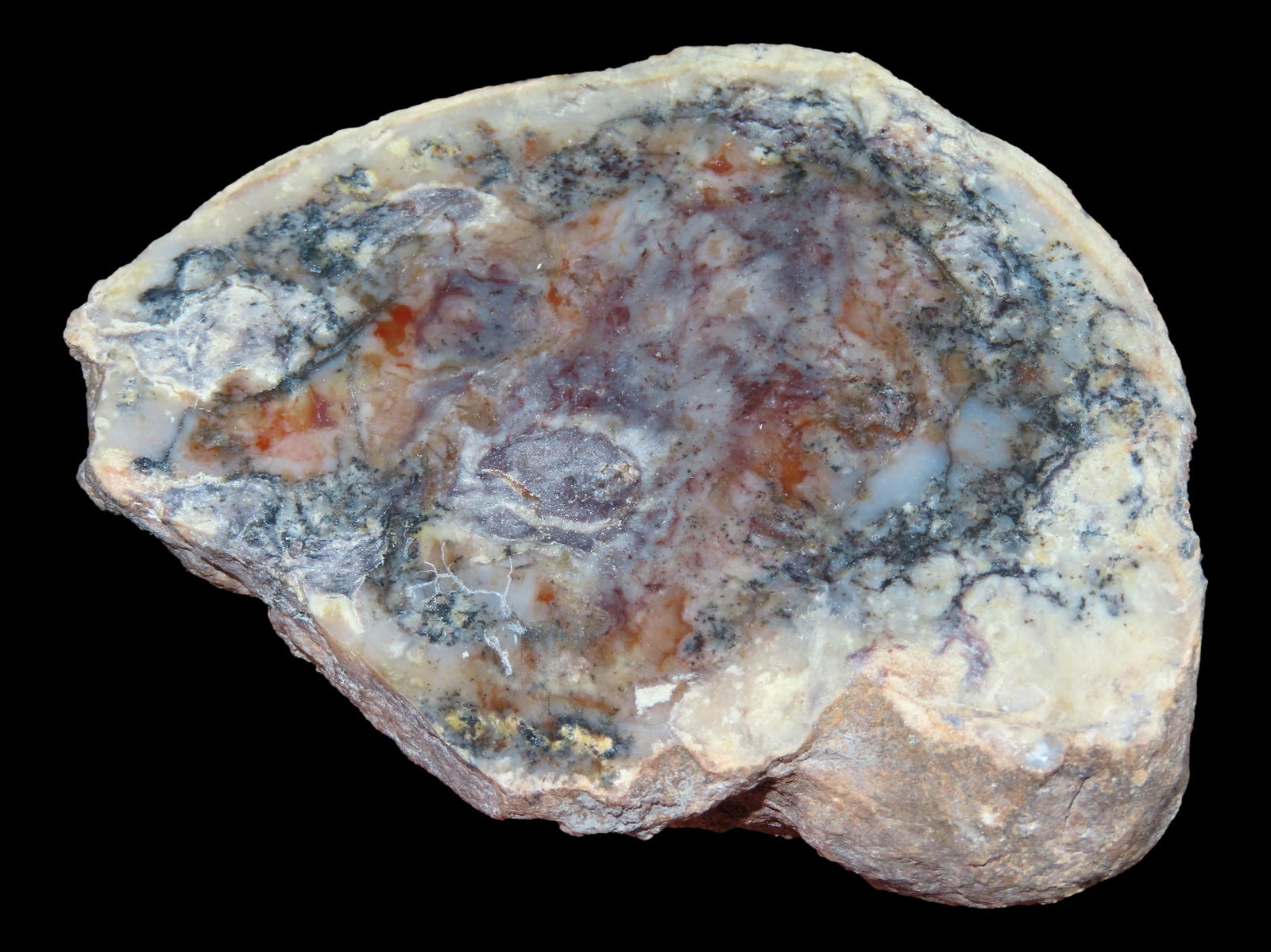 Huge 4 1/2" Sliced and Polished Coprolite Fossil Dinosaur Dung / Poop (1 of 2)