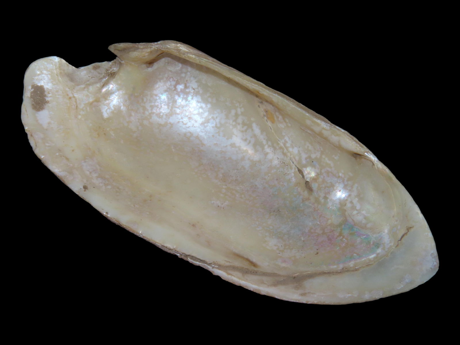 4 1/8" Shell Spoon with Nice Use Wear and Sharpening, Koster Site IL (1 of 4)