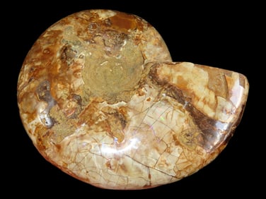 4 7/8' 339 Gram Nicely Polished Prehistoric Ammonite Fossil, Madagascar