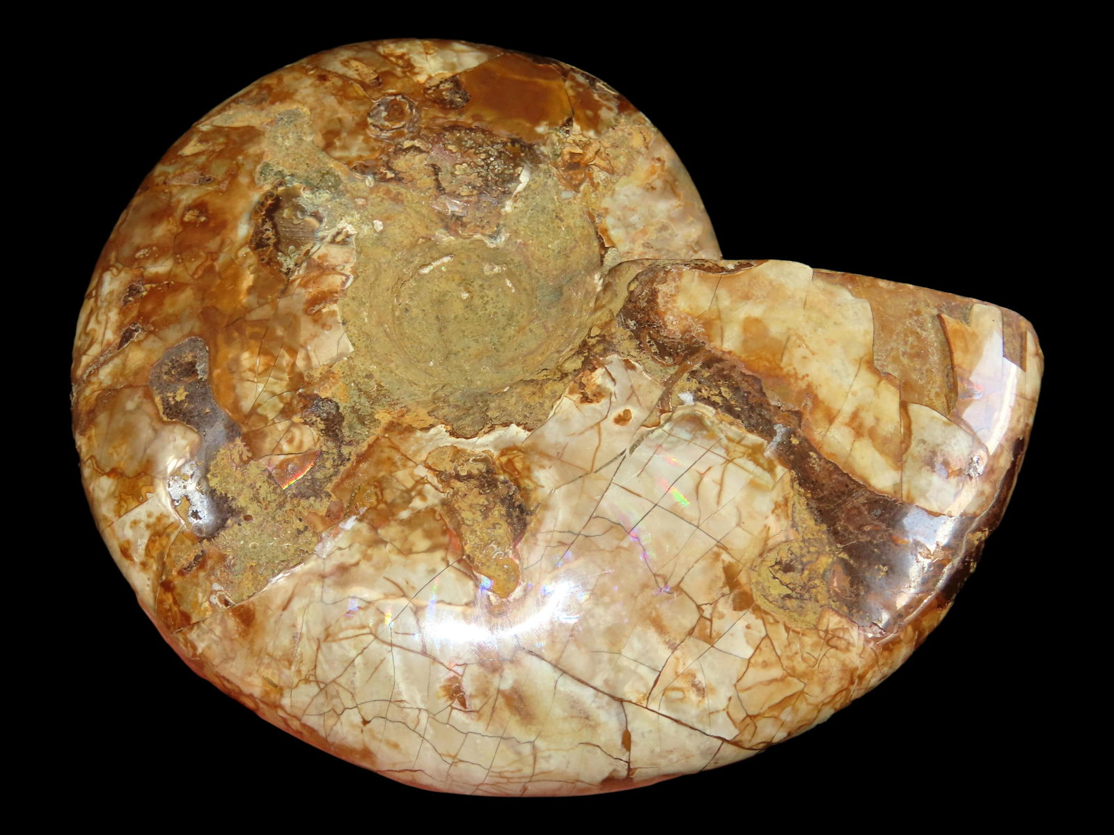 4 7/8" 339 Gram Nicely Polished Prehistoric Ammonite Fossil, Madagascar (1 of 4)
