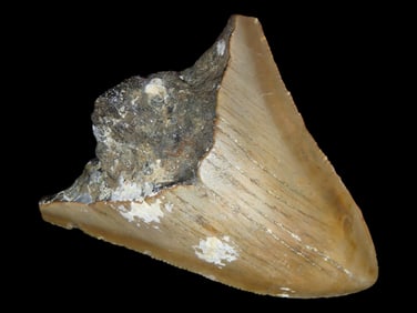 2 5/8' Fossilized Megalodon Sharks Tooth, SC