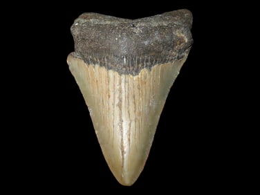 3 1/16' Fossilized Megalodon Shark Tooth, SC