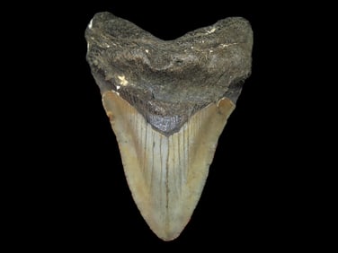 3 3/4' Fossilized Megalodon Shark Tooth, SC