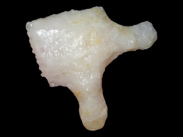 1 1/4' Long Eared Quartzite Paleo, Glued, AL