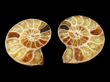 1 3/8' Sliced and Polished Fossilized Ammonite, Madagascar