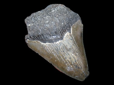 2 1/2' Fossilized Megalodon Sharks Tooth, S. Carolina