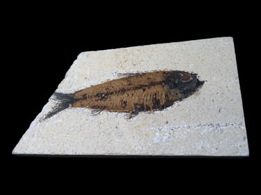 6 X 3 1/4' Outstanding Detailed Green River Formation Fossilized Fish
