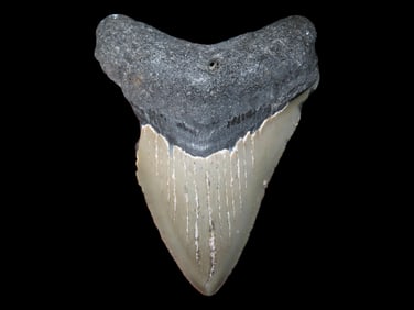 3 1/4' Fossilized Megalodon Shark Tooth, S. Carolina