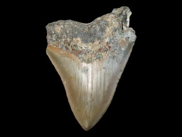 3 5/8' Fossilized Megalodon Shark Tooth, S. Carolina
