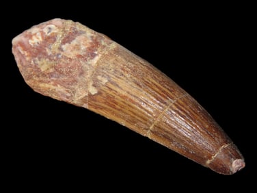 2 1/4' Spinosaurus Tooth Fossilized Late Cretaceous Kem Kem Beads, Morocco
