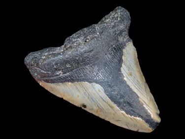 3 1/4' Megalodon Fossilized Shark Tooth, S. Carolina