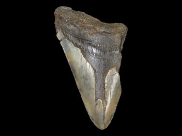 3 3/4' Megalodon Fossilized Shark Tooth, S. Carolina