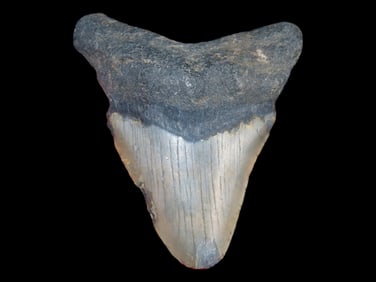 3 1/4' Megalodon Fossilized Shark Tooth, S. Carolina