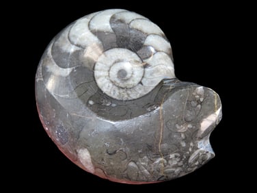 3 1/4' X 2 5/8' Polished Ammonite, Morocco