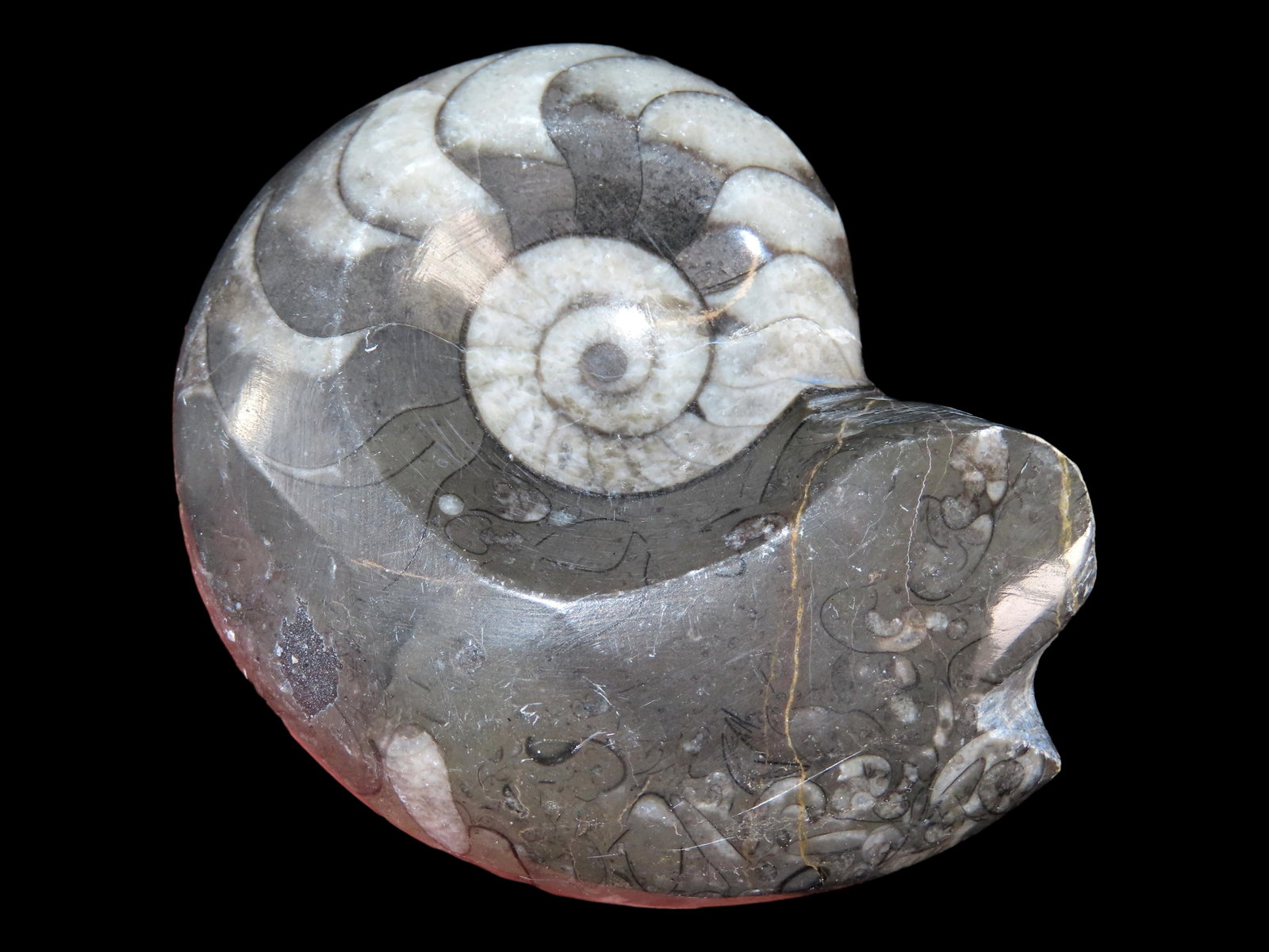 3 1/4" X 2 5/8" Polished Ammonite, Morocco (1 of 4)