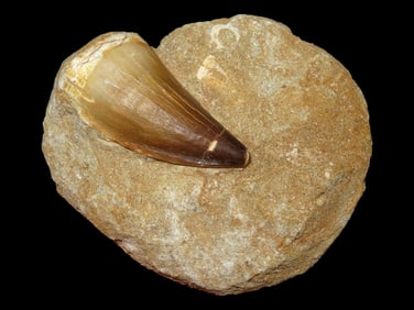 3 1/2' X 3/14' Mosasaur Tooth in Matrix, Mexico