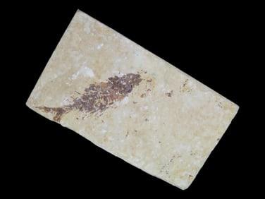 3 1/2' X 2' Green River Wyoming Fossilized Fish