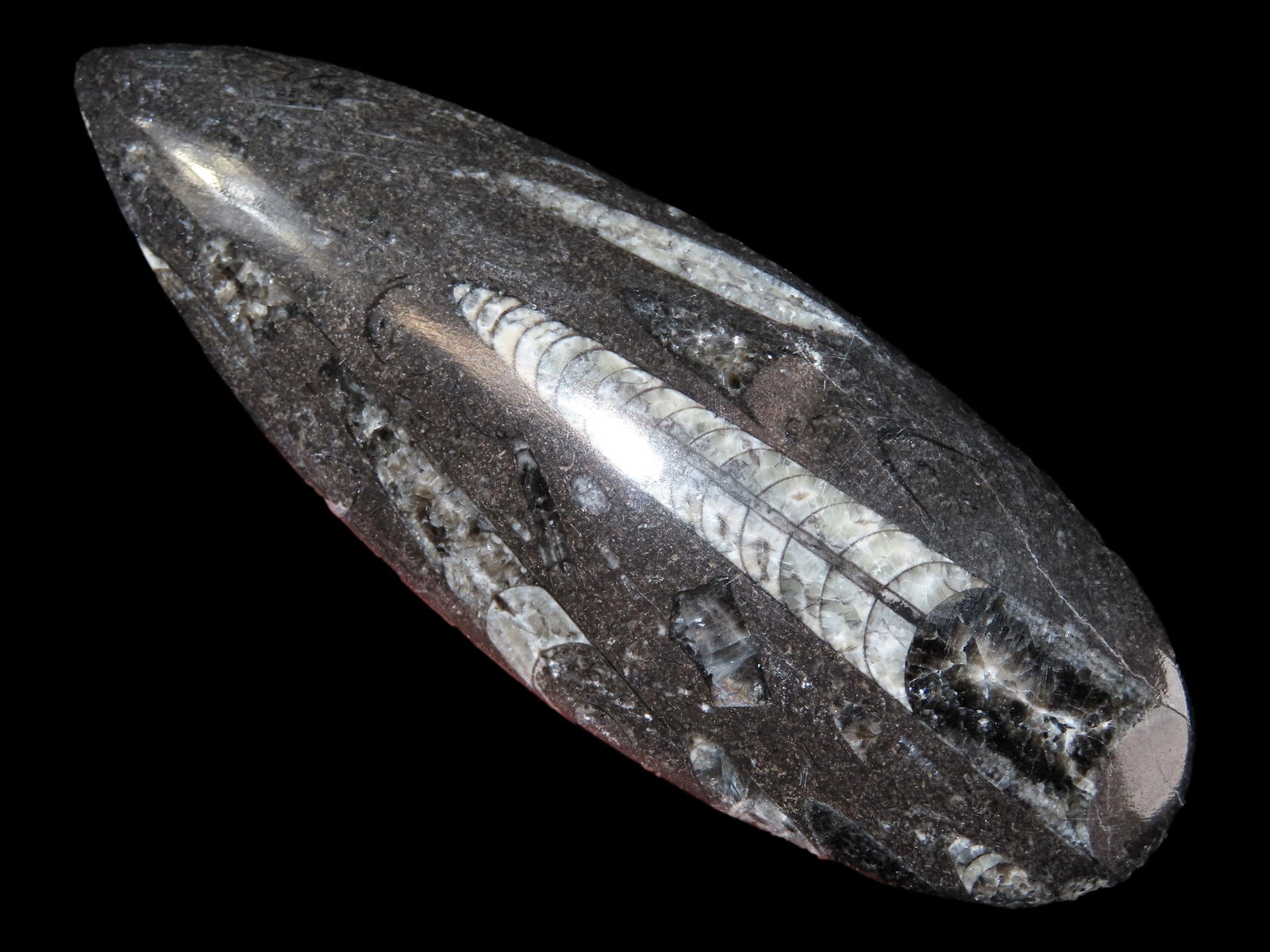 400 Million Yr. Old Polished Orthoceras Fossil Specimen, Devonian Period, from Morocco (1 of 3)