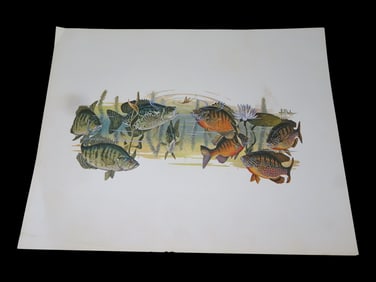 11' X 14' Les Kouba Panfish Print