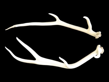 36 7/8' Long Elk Antlers