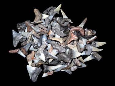Lot of Fossilized Megalodon juvenile Sharks Teeth, South Carolina