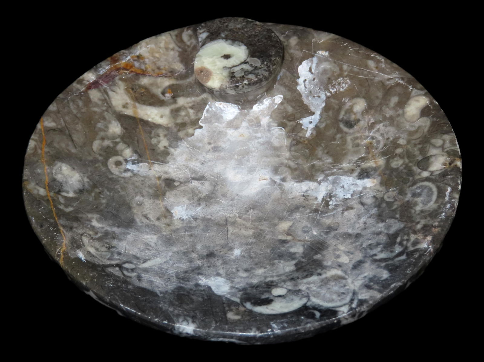4" Ammonite Fossilized Plate/Bowl (1 of 7)