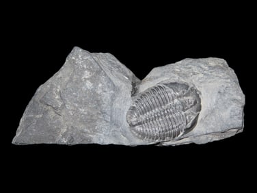 3 Fossilized Trilobites in Matrix From Utah